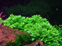 Снимка на Staurogyne repens, (Kunze, 1891)